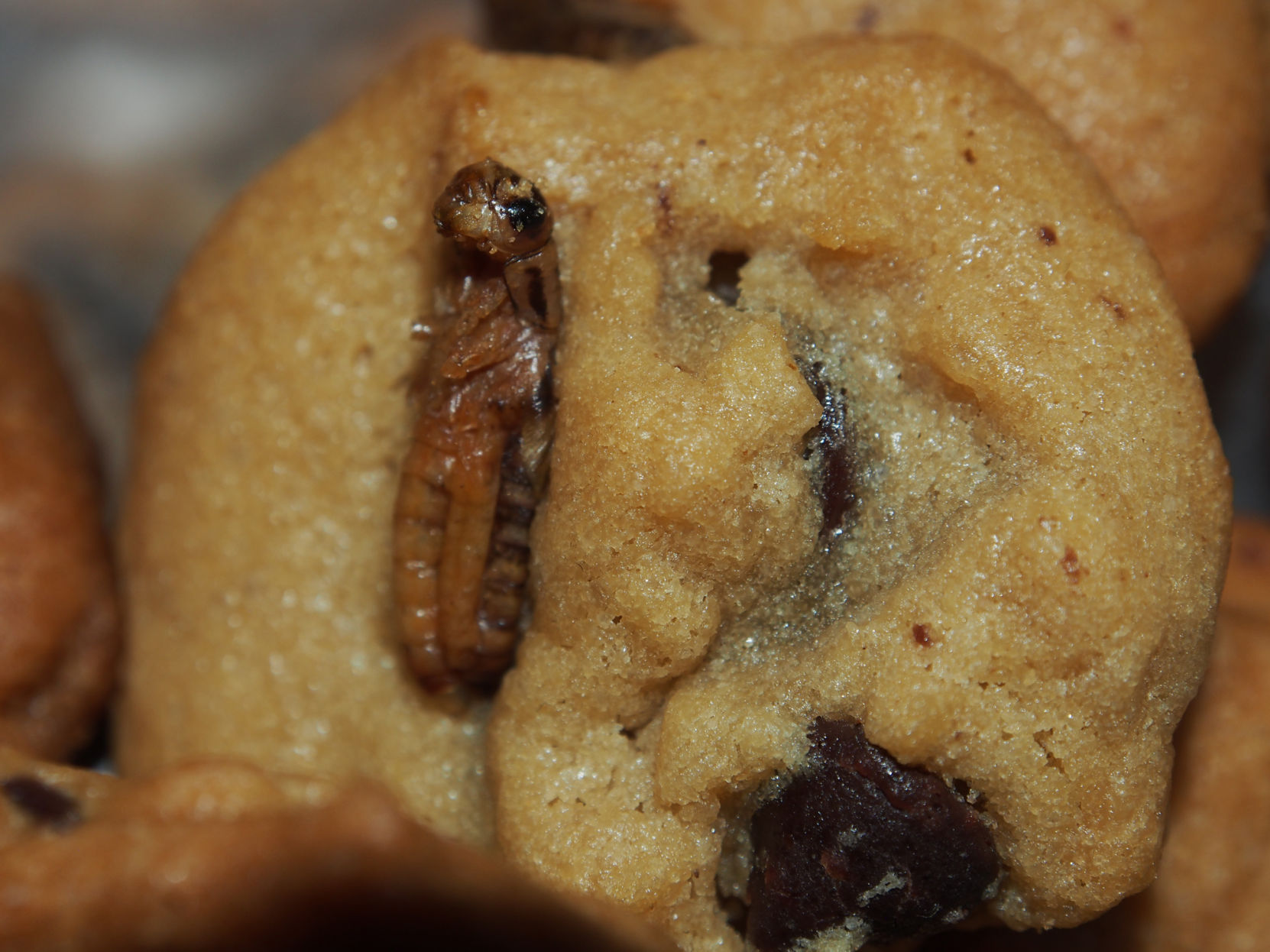 Cricket cookie